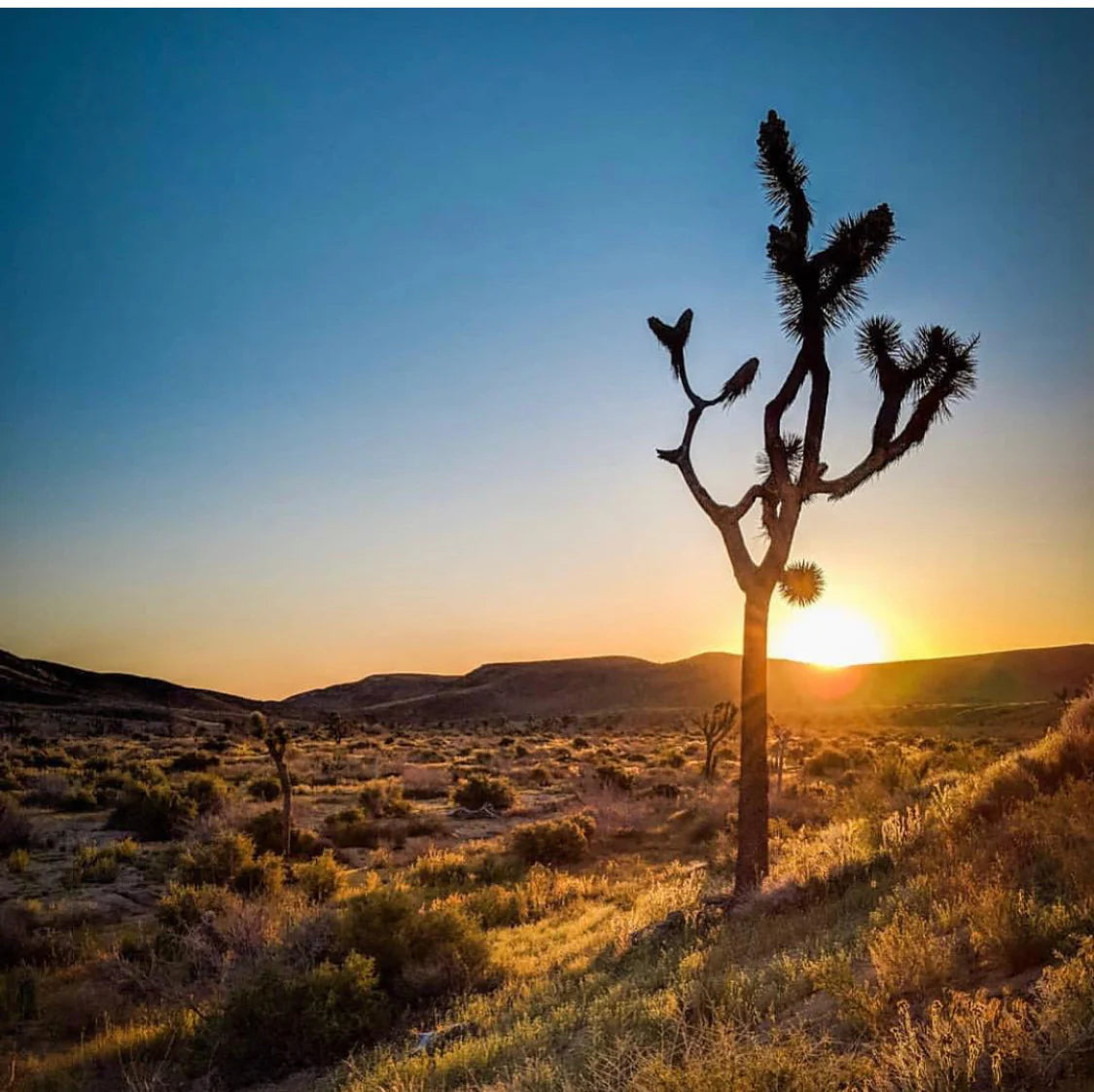 DESERT - ESSENTIAL OIL BLEND
